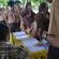 KPU Kota Binjai melakukan sosialisasi pemilu dan demokrasi di 4 (empat) kelas SMA Negeri 7 Binjai